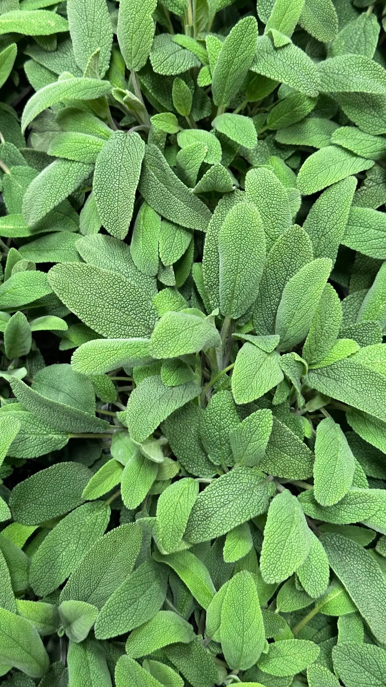 Adaçayı