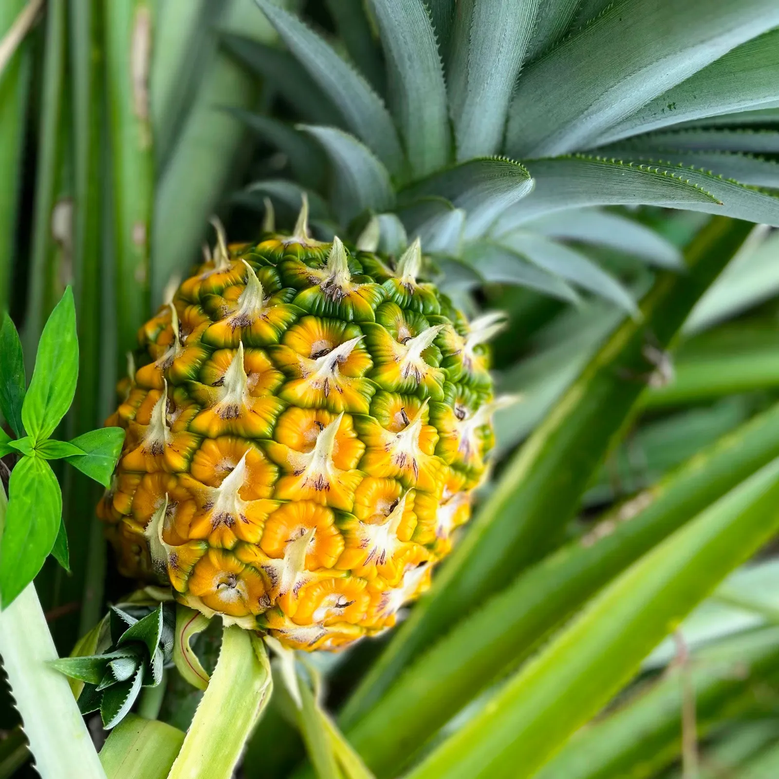 Ananas