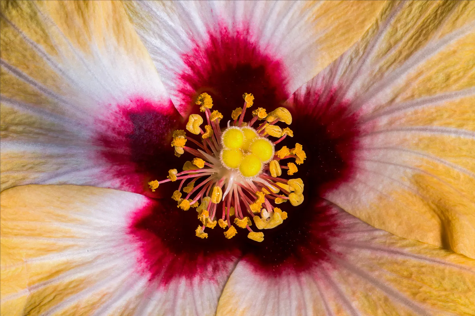 Hibiskus
