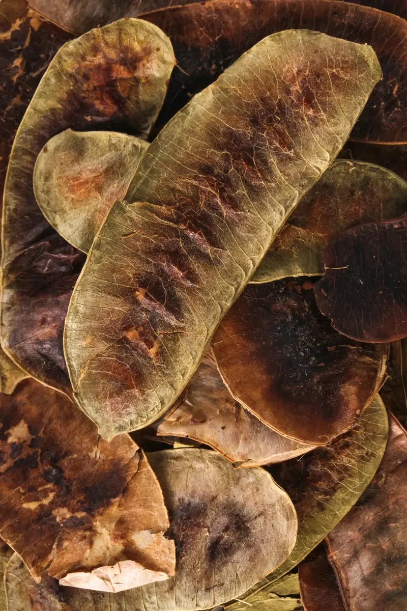 Açlık Otu